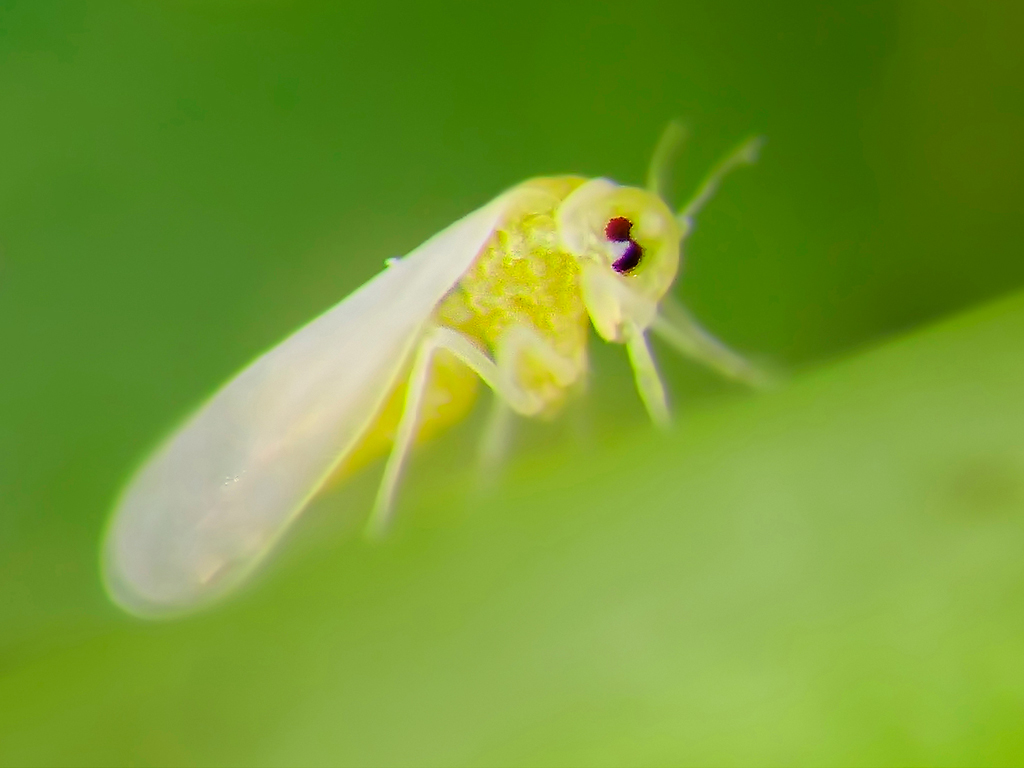 Mosca Branca. Dicas para um manejo eficiente