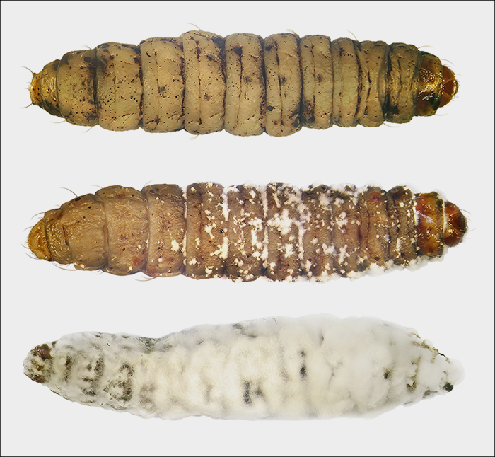 Beauveria bassiana