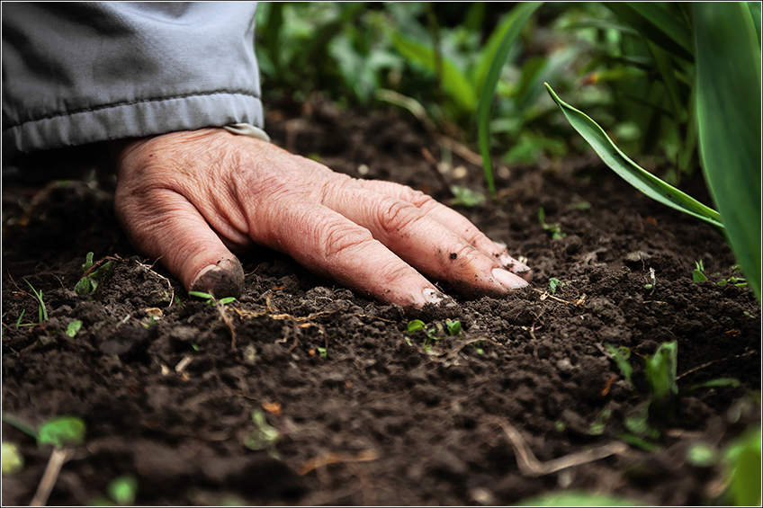 Gestão Agrícola e Qualidade do Solo
