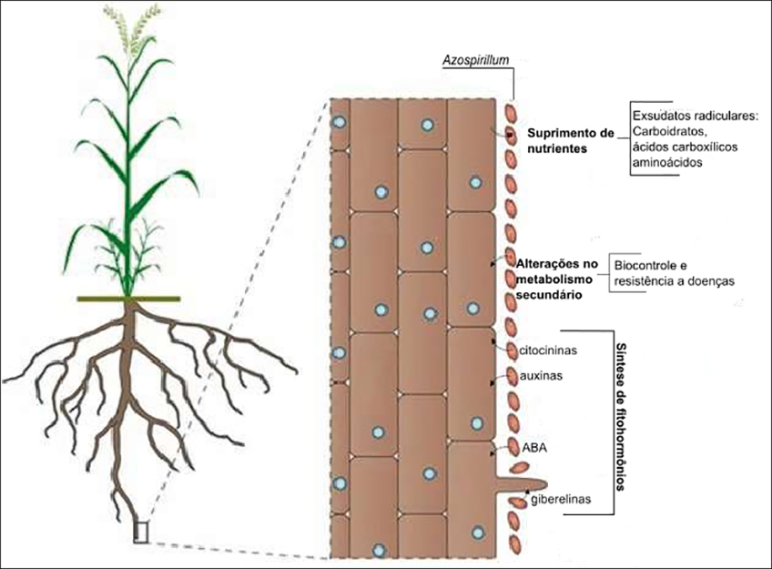 Inoculantes à Base de Azospirillum