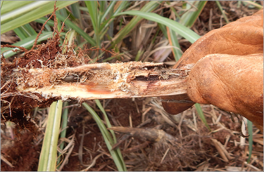 Bicudo da Cana-de-Açúcar (Sphenophorus levis)