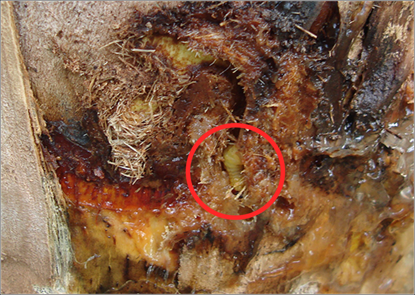 Larvas e Danos de Metamasius Hemipterus