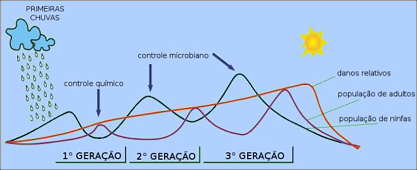 Monitoramento Cigarrinha das Raízes