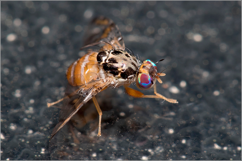 Mosca-das-Frutas