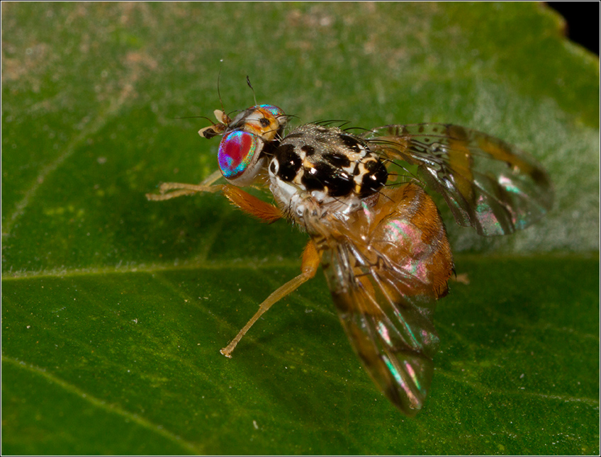 Mosca do Mediterrâneo