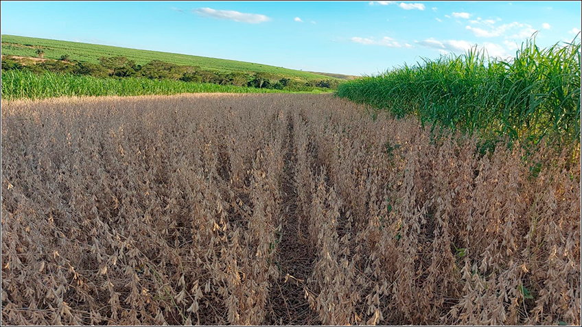 Fazenda Sgavioli