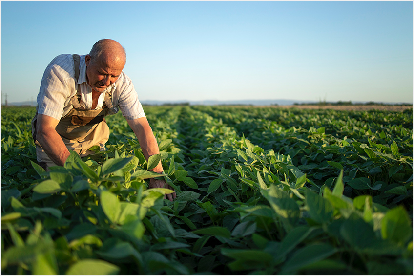 Insumos Agrícolas para Produtor de Soja